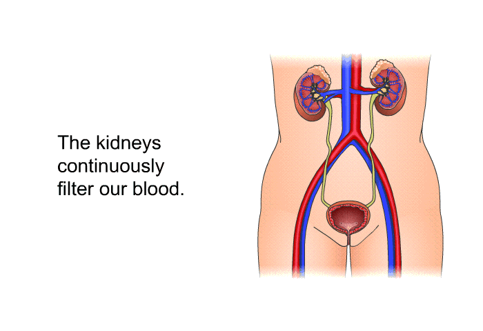 The kidneys continuously filter our blood.