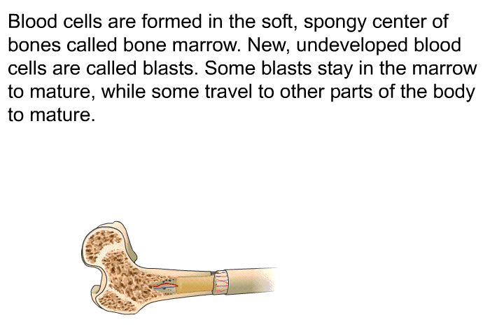 Blood cells are formed in the soft, spongy center of bones called bone marrow. New, undeveloped blood cells are called blasts. Some blasts stay in the marrow to mature, while some travel to other parts of the body to mature.