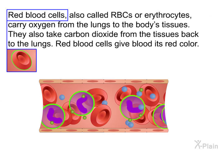 Red blood cells, also called RBCs or erythrocytes, carry oxygen from the lungs to the body's tissues. They also take carbon dioxide from the tissues back to the lungs. Red blood cells give blood its red color.