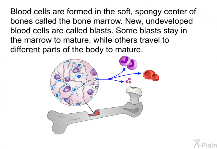 Blood cells are formed in the soft, spongy center of bones called the bone marrow. New, undeveloped blood cells are called blasts. Some blasts stay in the marrow to mature, while others travel to different parts of the body to mature.