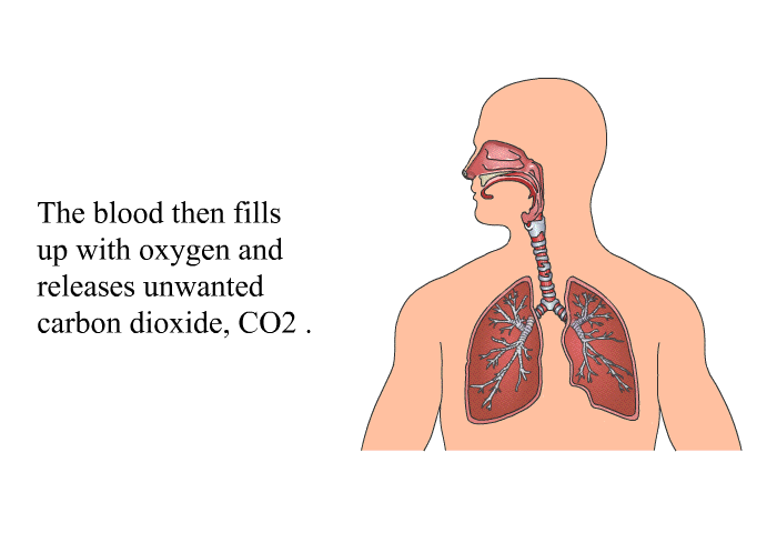 The blood then fills up with oxygen and releases unwanted carbon dioxide, CO<SUB>2</SUB>.