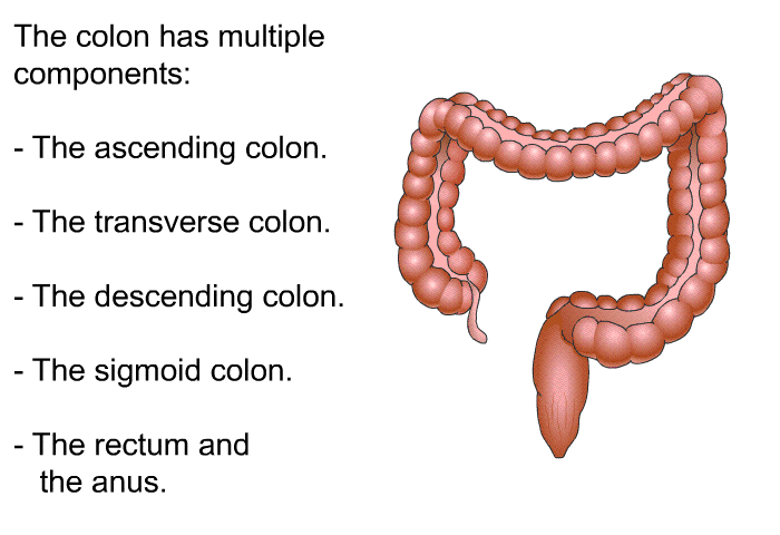 The colon has multiple components:  The ascending colon. The transverse colon. The descending colon. The sigmoid colon. The rectum and the anus.