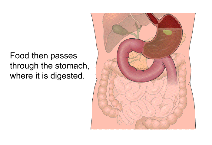 Food then passes through the stomach, where it is digested.