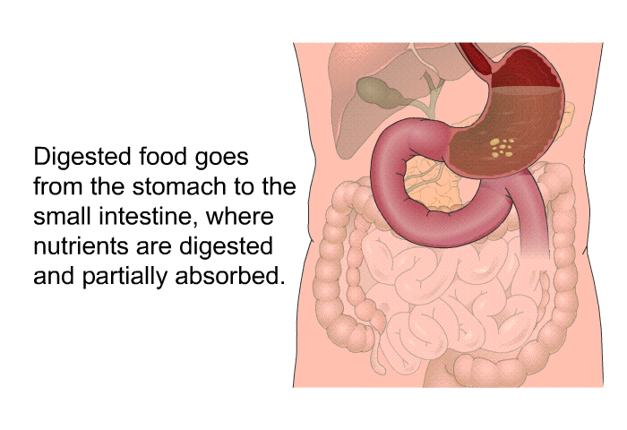Digested food goes from the stomach to the small intestine, where nutrients are digested and partially absorbed.