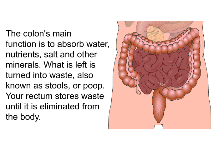 The colon's main function is to absorb water, nutrients, salt and other minerals. What is left is turned into waste, also known as stools, or poop. Your rectum stores waste until it is eliminated from the body.