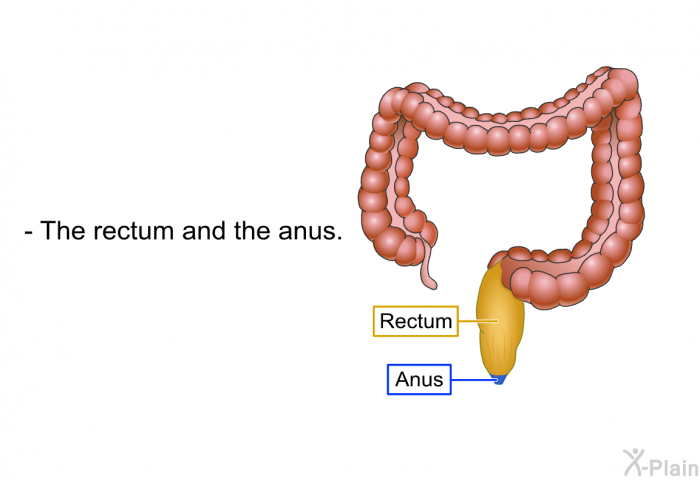 The rectum and the anus.