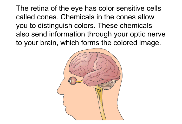 The retina of the eye has color sensitive cells called cones. Chemicals in the cones allow you to distinguish colors. These chemicals also send information through your optic nerve to your brain, which forms the colored image.