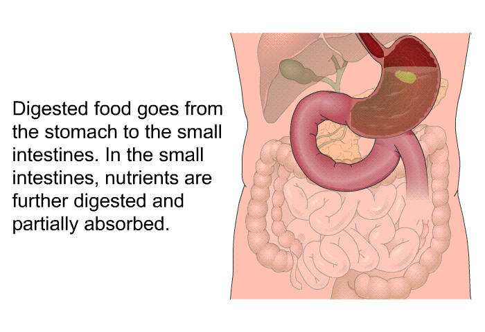Digested food goes from the stomach to the small intestines. In the small intestines, nutrients are further digested and partially absorbed.