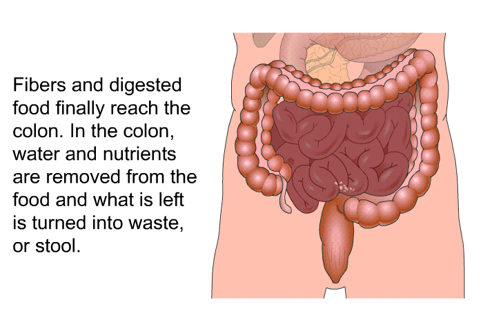 Fibers and digested food finally reach the colon. In the colon, water and nutrients are removed from the food and what is left is turned into waste, or stool.