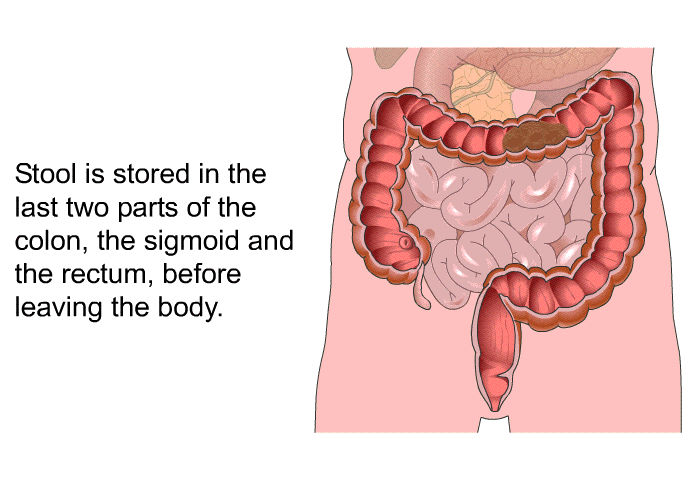 Stool is stored in the last two parts of the colon, the sigmoid and the rectum, before leaving the body.