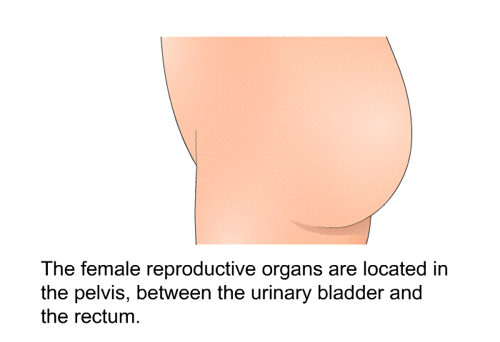 The female reproductive organs are located in the pelvis, between the urinary bladder and the rectum.