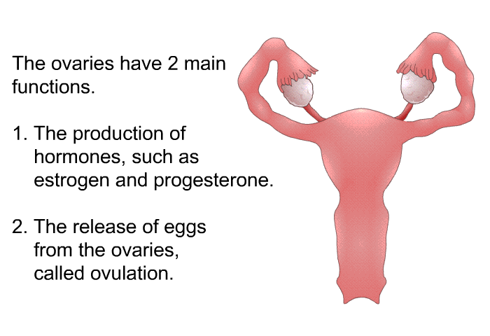 The ovaries have 2 main functions.  The production of hormones, such as estrogen and progesterone. The release of eggs from the ovaries, called ovulation.