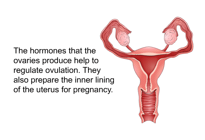 The hormones that the ovaries produce help to regulate ovulation. They also prepare the inner lining of the uterus for pregnancy.
