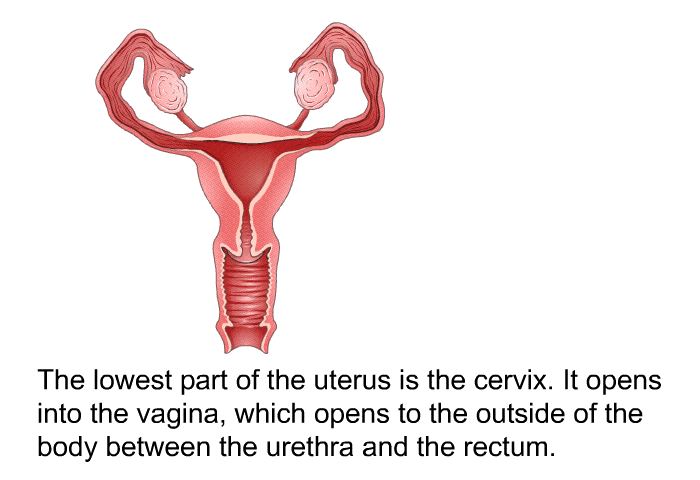The lowest part of the uterus is the cervix. It opens into the vagina, which opens to the outside of the body between the urethra and the rectum.