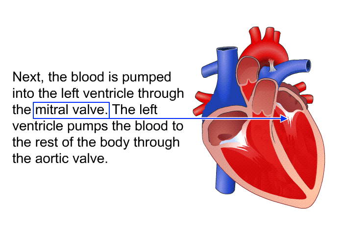 Next, the blood is pumped into the left ventricle through the mitral valve. The left ventricle pumps the blood to the rest of the body through the aortic valve.
