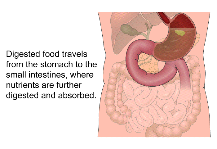 Digested food travels from the stomach to the small intestines, where nutrients are further digested and absorbed.