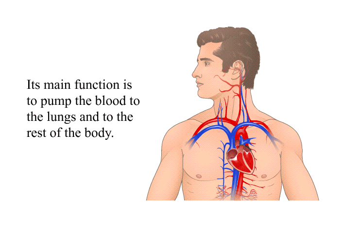 Its main function is to pump the blood to the lungs and to the rest of the body.
