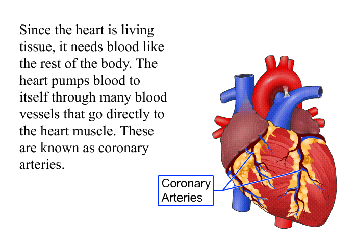 Since the heart is living tissue, it needs blood like the rest of the body. The heart pumps blood to itself through many blood vessels that go directly to the heart muscle. These are known as coronary arteries.