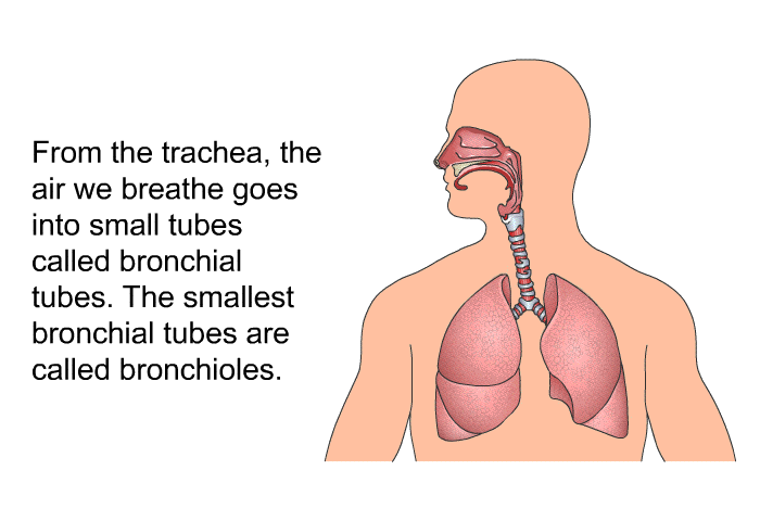 From the trachea, the air we breathe goes into small tubes called bronchial tubes. The smallest bronchial tubes are called bronchioles.