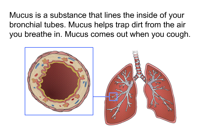Mucus is a substance that lines the inside of your bronchial tubes. Mucus helps trap dirt from the air you breathe in. Mucus comes out when you cough.