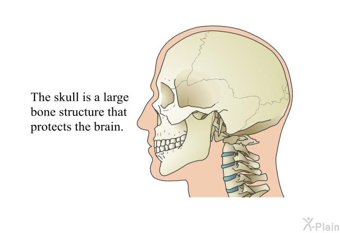 The skull is a large bone structure that protects the brain.