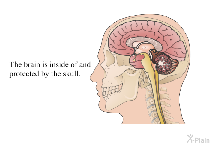 The brain is inside of and protected by the skull.