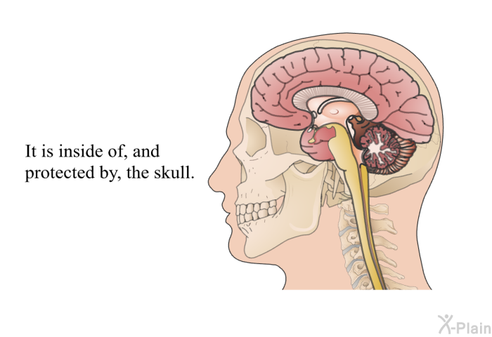 It is inside of, and protected by, the skull.