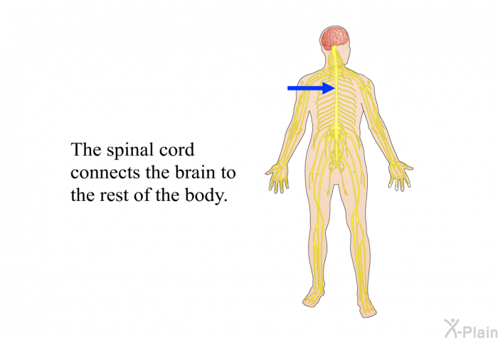 The spinal cord connects the brain to the rest of the body.