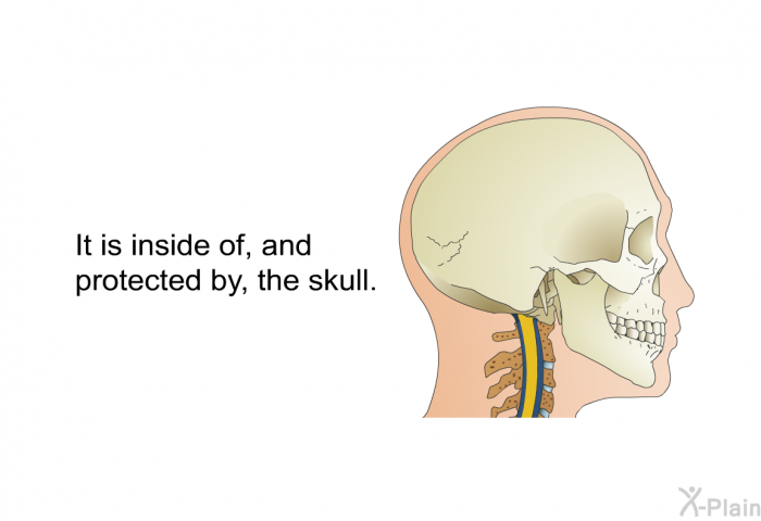 It is inside of, and protected by, the skull.