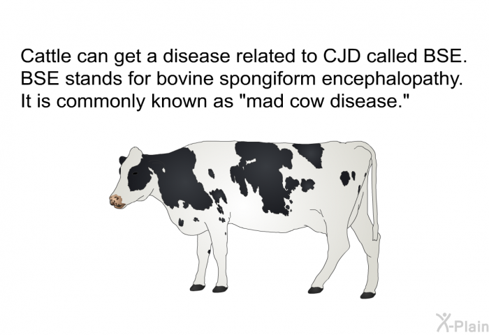 Cattle can get a disease related to CJD called BSE. BSE stands for bovine spongiform encephalopathy. It is commonly known as "mad cow disease."