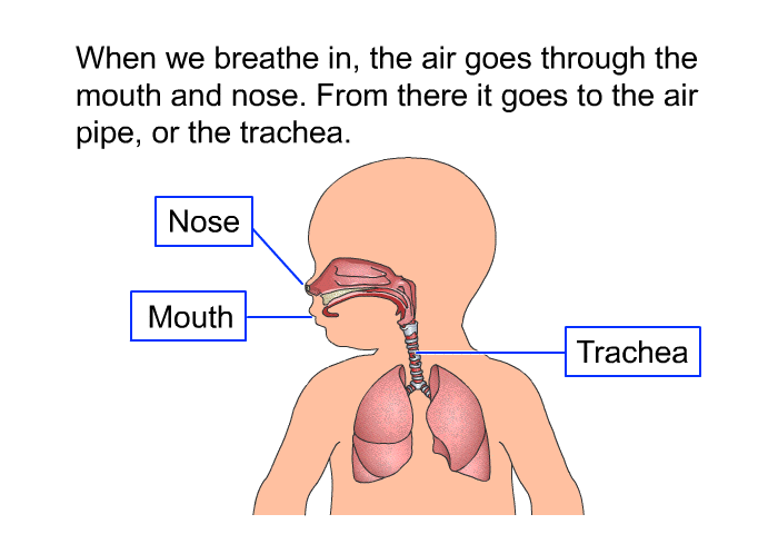 When we breathe in, the air goes through the mouth and nose. From there it goes to the air pipe, or the trachea.
