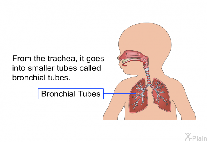 From the trachea, it goes into smaller tubes called bronchial tubes.