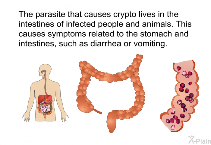 The parasite that causes crypto lives in the intestines of infected people and animals. This causes symptoms related to the stomach and intestines, such as diarrhea or vomiting.