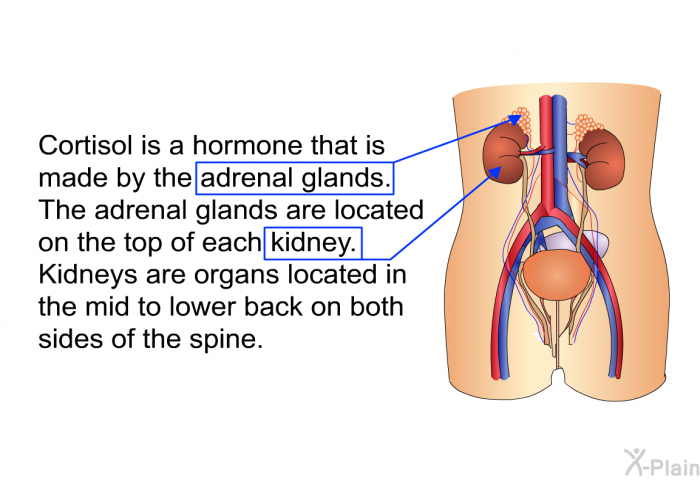 Cortisol is a hormone that is made by the adrenal glands. The adrenal glands are located on the top of each kidney. Kidneys are organs located in the mid to lower back on both sides of the spine.