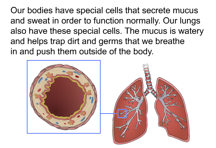 Our bodies have special cells that secrete mucus and sweat in order to function normally. Our lungs also have these special cells. The mucus is watery and helps trap dirt and germs that we breathe in and push them outside of the body.