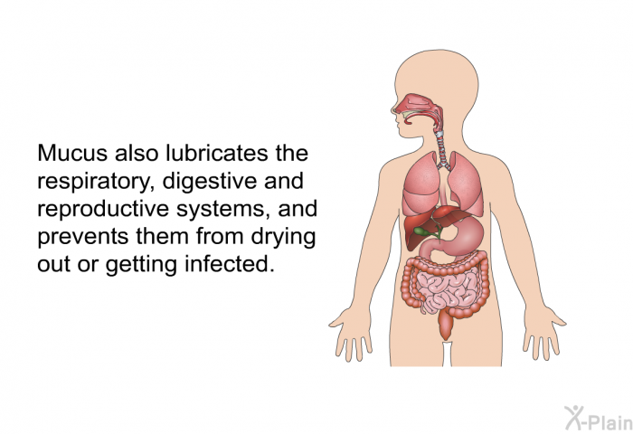 Mucus also lubricates the respiratory, digestive and reproductive systems, and prevents them from drying out or getting infected.