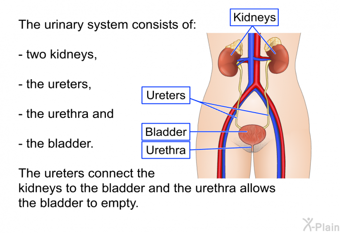 The urinary system consists of two kidneys, the ureters, the urethra and the bladder. The ureters connect the kidneys to the bladder and the urethra allows the bladder to empty.
