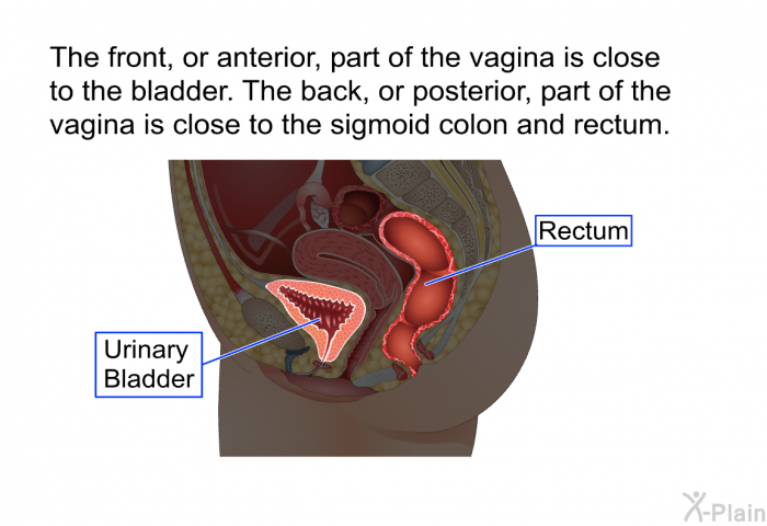 The front, or anterior, part of the vagina is close to the bladder. The back, or posterior, part of the vagina is close to the sigmoid colon and rectum.
