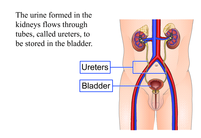 The urine formed in the kidneys flows through tubes, called ureters, to be stored in the bladder.
