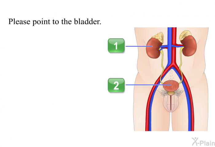 Please point to the bladder. Press A or B