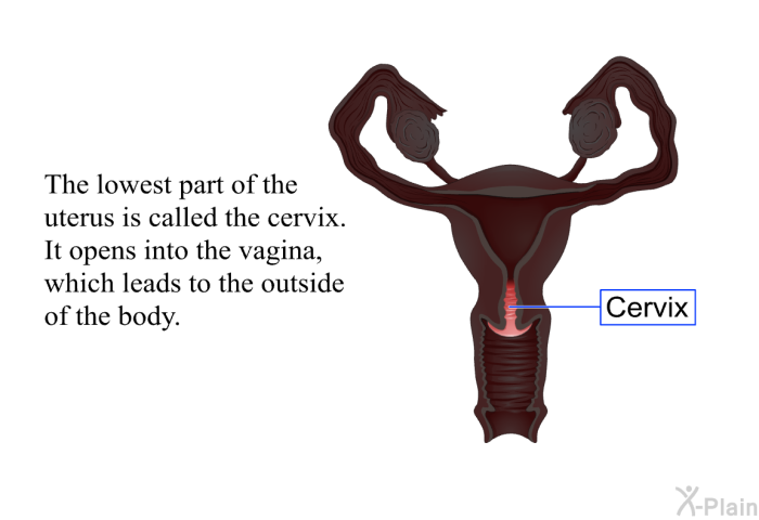 The lowest part of the uterus is called the cervix. It opens into the vagina, which leads to the outside of the body.