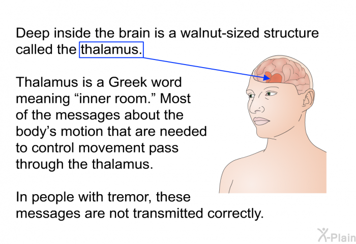 Deep inside the brain is a walnut-sized structure called the thalamus. Thalamus is a Greek word meaning “inner room.” Most of the messages about the body's motion that are needed to control movement pass through the thalamus. In people with tremor, these messages are not transmitted correctly.