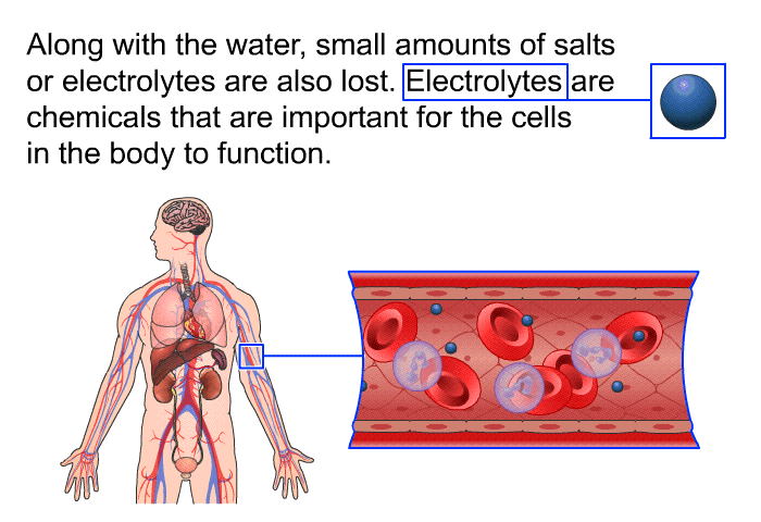 Along with the water, small amounts of salts or electrolytes are also lost. Electrolytes are chemicals that are important for the cells in the body to function.