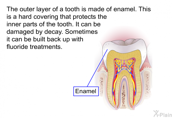 The outer layer of a tooth is made of enamel. This is a hard covering that protects the inner parts of the tooth. It can be damaged by decay. Sometimes it can be built back up with fluoride treatments.