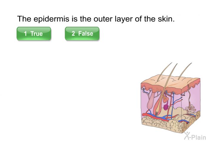 The epidermis is the outer layer of the skin. Select True of False.