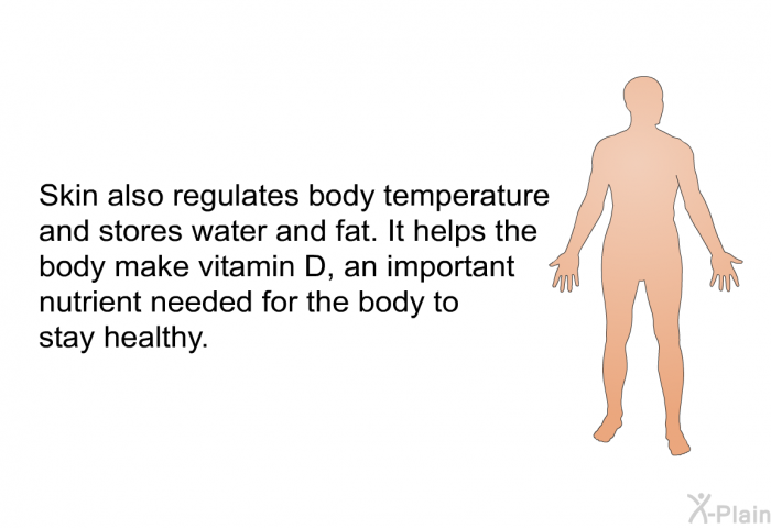 Skin also regulates body temperature and stores water and fat. It helps the body make vitamin D, an important nutrient needed for the body to stay healthy.