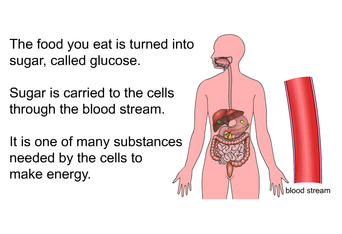 The food you eat is turned into sugar, called glucose. Sugar is carried to the cells through the blood stream. It is one of many substances needed by the cells to make energy.