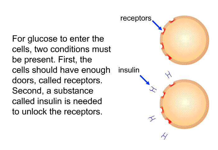 For glucose to enter the cells, two conditions must be present. First, the cells should have enough doors, called receptors. Second, a substance called insulin is needed to unlock the receptors.