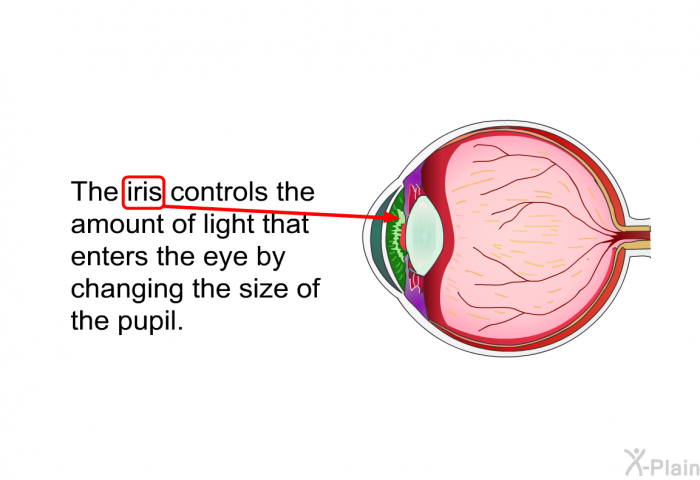 The iris controls the amount of light that enters the eye by changing the size of the pupil.