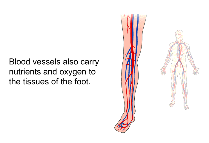 Blood vessels also carry nutrients and oxygen to the tissues of the foot.